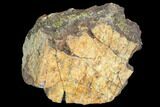 Hadrosaur Bone Fragment - Montana #103189-1